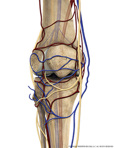 knee-bone-circulation-nerves-anterior-extended