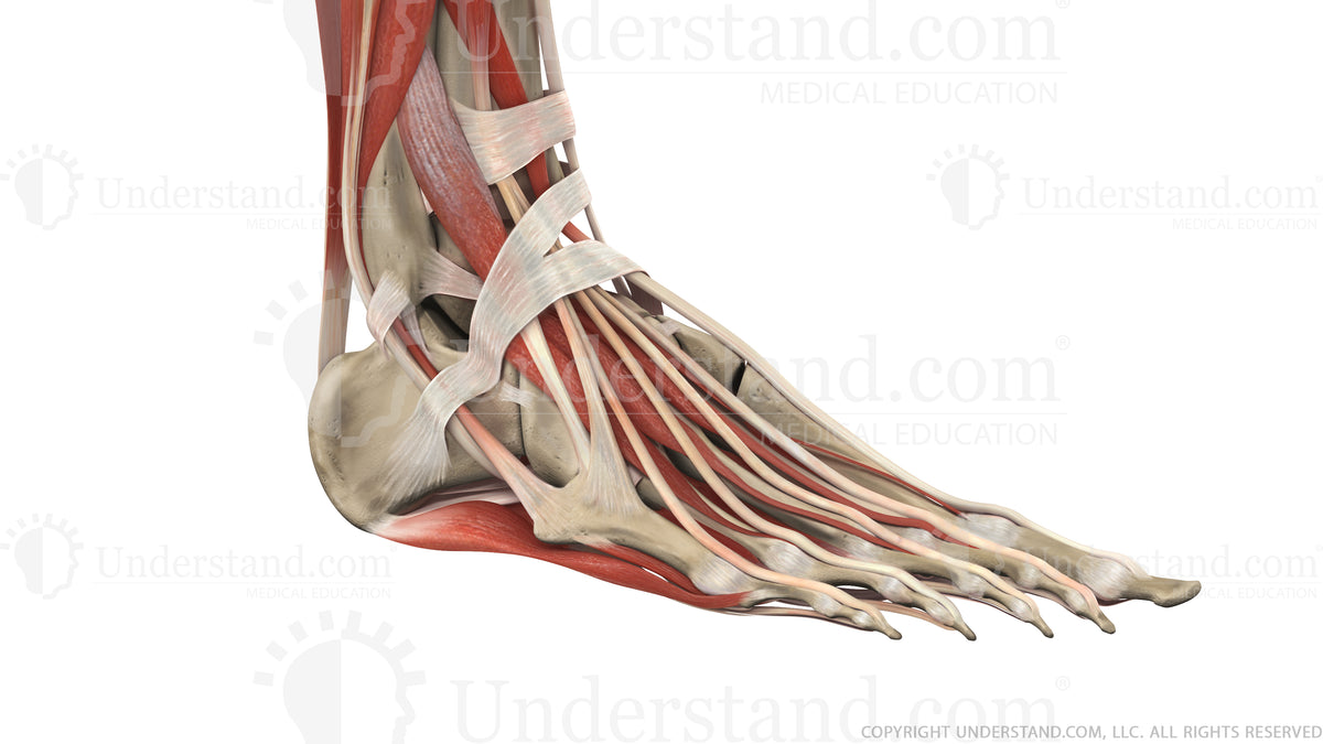 Foot and Ankle Bone, Ligaments, Muscles Image – - Main Image