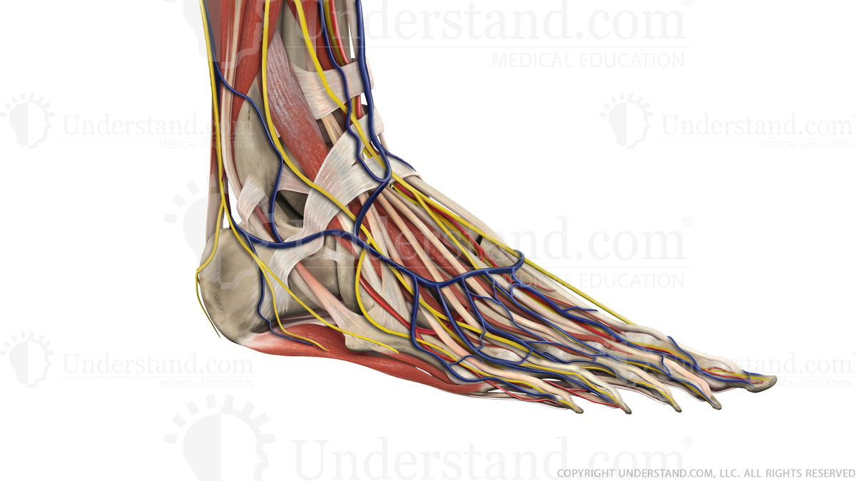 Foot and Ankle Complete Image – Understand.com