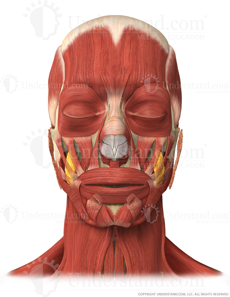Head and Neck Bone, Muscle, Glands Anterior Image