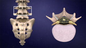 Spine