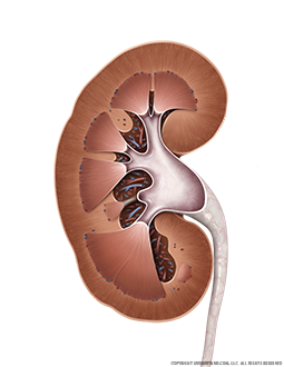 Kidney and Ureter Cross Section Image