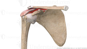 Shoulder Impingement Sydrome Anterior Image
