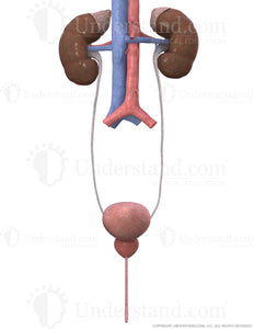 Urinary System Male Image