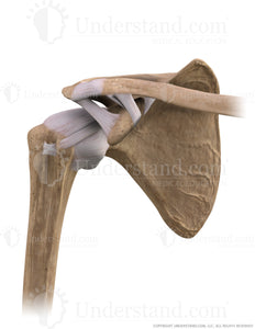Shoulder Bone, Ligaments Anterior Three Quarter Image