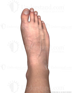 Foot Male Right Dorsal Image