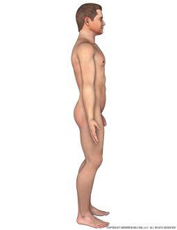 Body Male Right Lateral Image