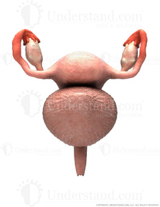 Reproductive System Female Image