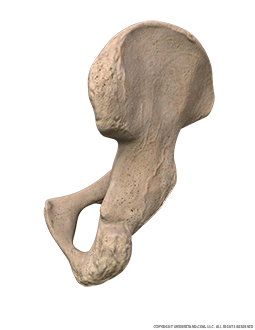 Pelvis Posterior Image