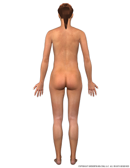 Body Female Posterior Image