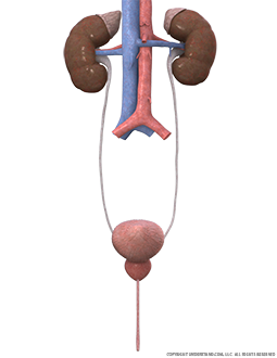 Urinary System Male Image