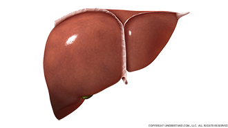 Liver Anterior Image
