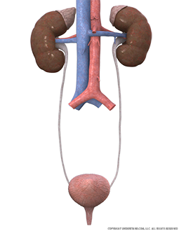 Urinary System Female Image
