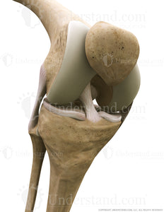 Knee Bone, Ligaments Anterior Three Quarter Flexed Image
