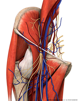 Hip Complete Anterior Image
