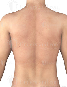 Torso Male Posterior Image