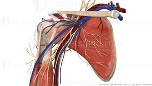 Shoulder Complete Anterior Image