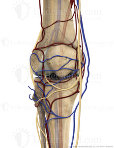 Knee Bone, Circulation, Nerves, Anterior Extended Image