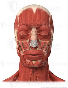 Head and Neck Bone, Muscles Anterior Image