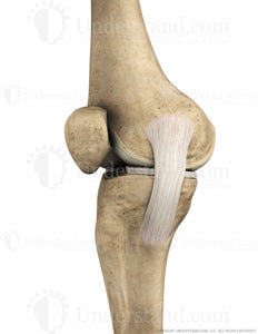 Knee Bone, Ligaments Medial Extended Image