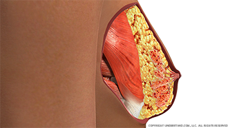 Breast Anatomy Cross Section Image