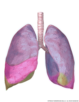Lungs and Trachea with Lobes Highlighted Image