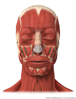 Head and Neck Bone, Muscles Anterior Image