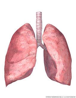 Lungs and Trachea Image
