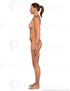 Body Female Left Lateral Image