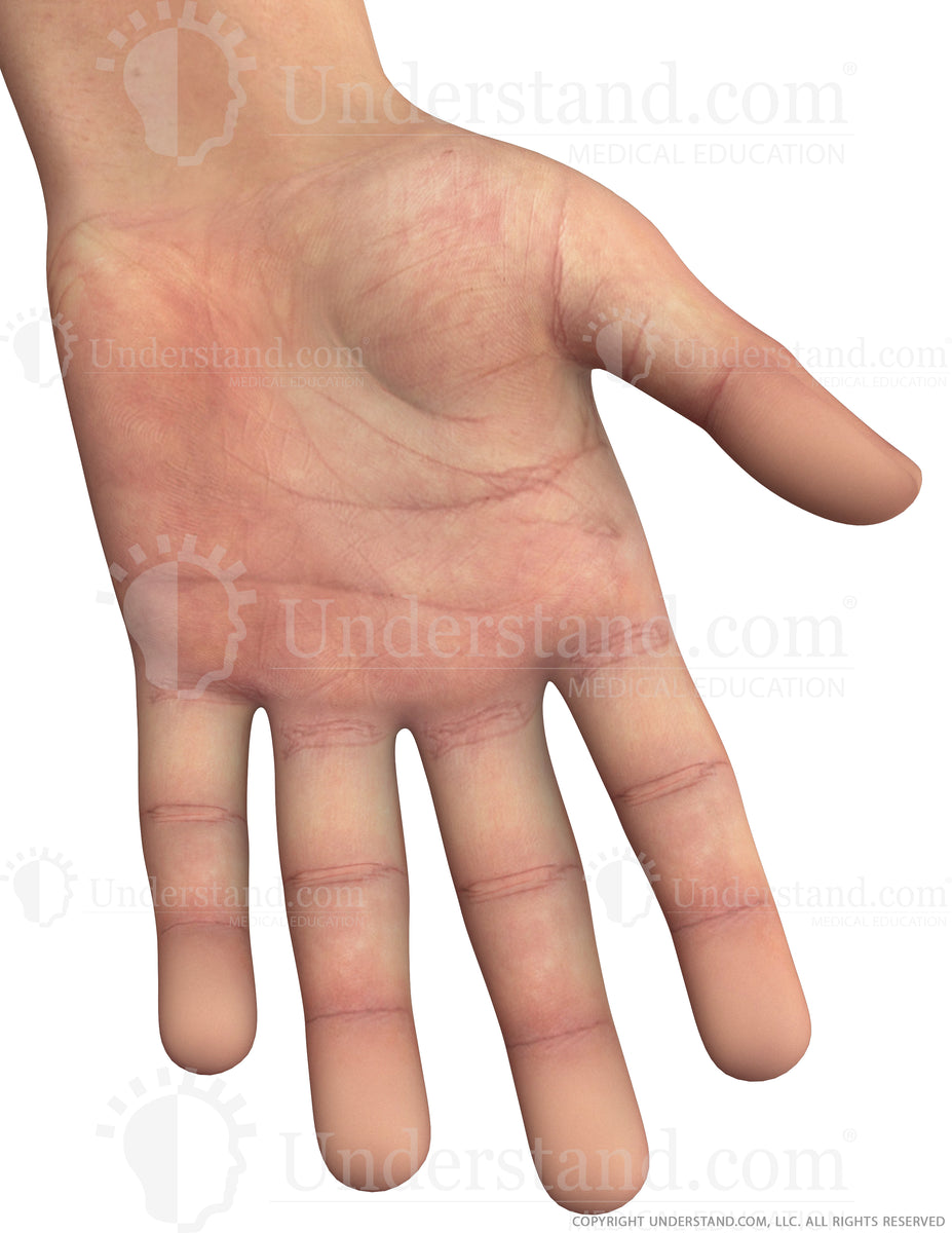 Left Palm Hand