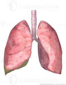 Lungs and Trachea with Inferior Right Lobe Highlighted Image
