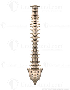 Spine Bones and Discs Posterior Image