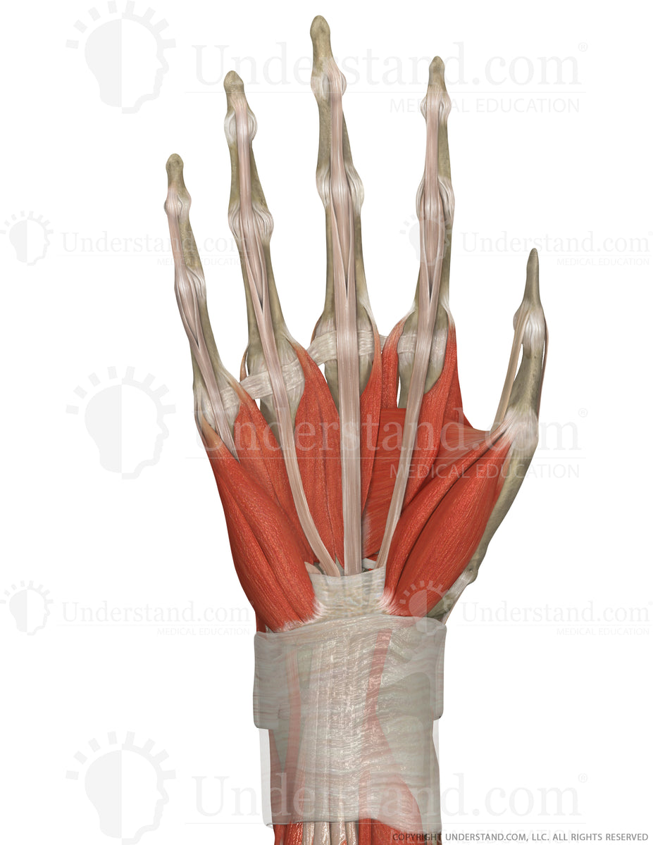 Hand and Wrist Bone, Ligaments, Muscles Palmar Image – Understand.com
