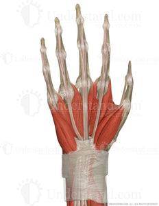 Hand and Wrist Bone, Ligaments, Muscles Palmar Image