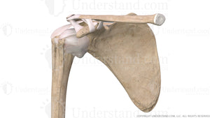 Shoulder Bone, Ligaments, Bursae Anterior Image