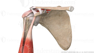 Shoulder Bursitis Anterior Image