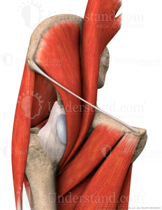 Hip Bone, Muscles, Ligaments Anterior Image