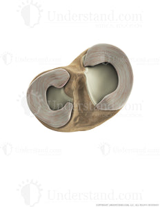 Tibial Plateau Superior Image
