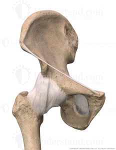 Hip Bone, Ligaments Anterior Image