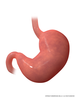 Stomach Anterior Image