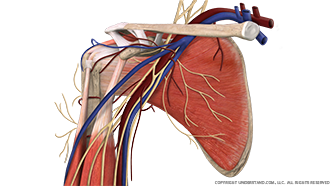 Shoulder Complete Anterior Image