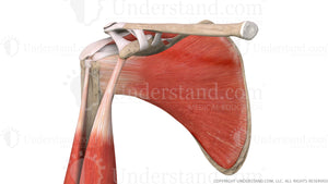 Shoulder Bone, Muscles, Ligaments Anterior Image
