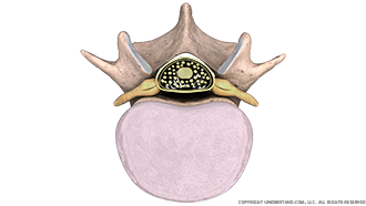 Lumbar Vertebra (L4) with Spinal Disc and Spinal Column Image