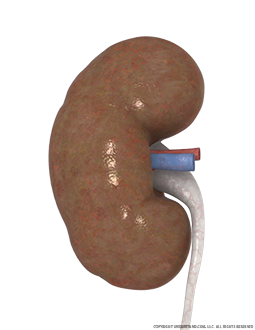 Kidney and Ureter Image