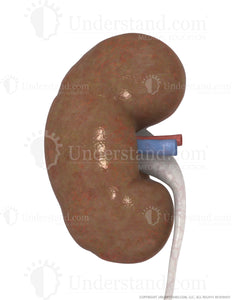 Kidney and Ureter Image
