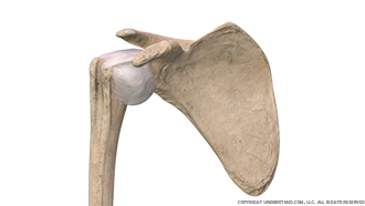 Shoulder Instability Anterior Image