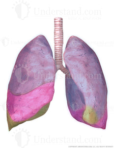 Lungs and Trachea with Lobes Highlighted Image