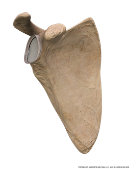 Scapula Anterior Three Quarter Image