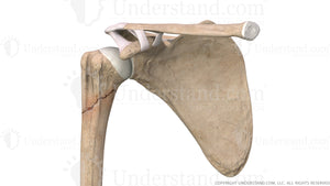 Humeral Fracture Anterior Image
