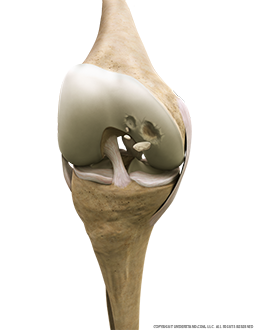 Knee Loose Bodies Anterior Flexed Image